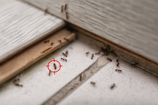 Best Pest Control Near Me in Mission Hills, KS